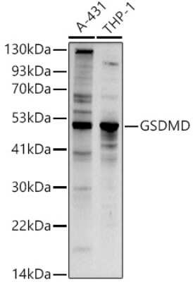 Western Blot: GSDMDC1 Antibody [NBP2-93428] - Western blot analysis of extracts of various cell lines, using GSDMDC1 antibody (NBP2-93428) at 1:1000 dilution. Secondary antibody: HRP Goat Anti-Rabbit IgG (H+L) at 1:10000 dilution. Lysates/proteins: 25ug per lane. Blocking buffer: 3% nonfat dry milk in TBST. Detection: ECL Basic Kit. Exposure time: 90s.